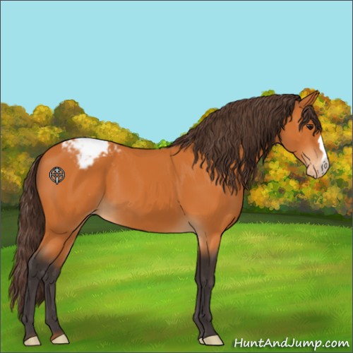 Horse Color:Buckskin Appaloosa 