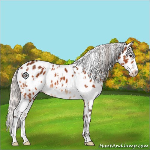 Horse Color:White Spotted Silver Bay Appaloosa 