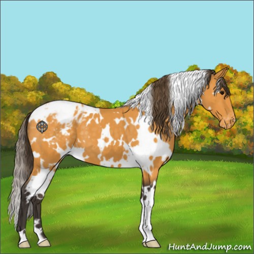 Horse Color:White Spotted Buckskin Appaloosa 
