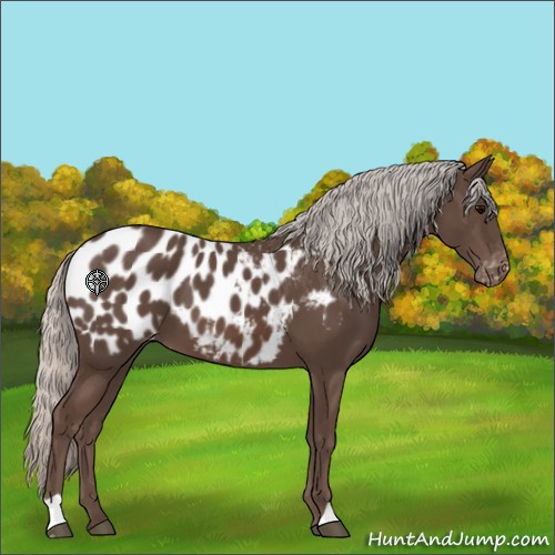 Horse Color:Silver Black Appaloosa 