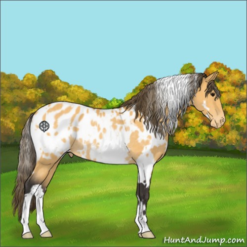 Horse Color:White Spotted Buckskin Appaloosa Rabicano 