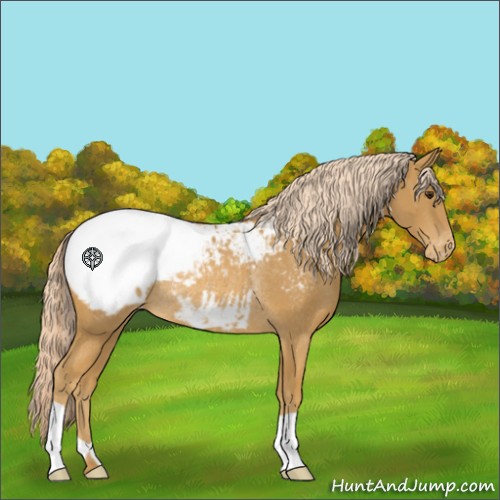 Horse Color:Palomino Appaloosa Rabicano 