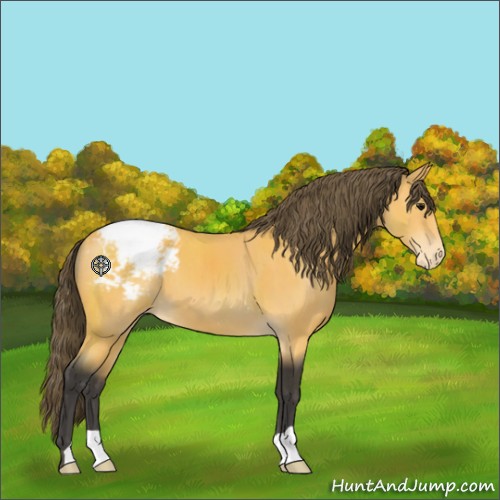 Horse Color:Buckskin Appaloosa 