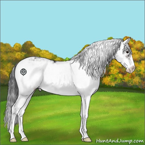 Horse Color:Brown Sabino 