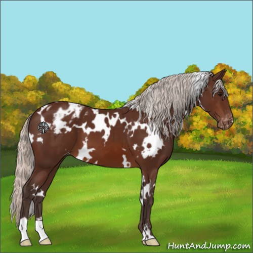 Horse Color:White Spotted Silver Brown Appaloosa 