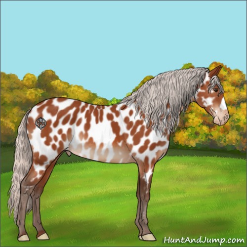 Horse Color:Silver Brown Appaloosa 