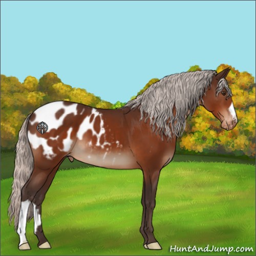 Horse Color:Silver Brown Appaloosa 