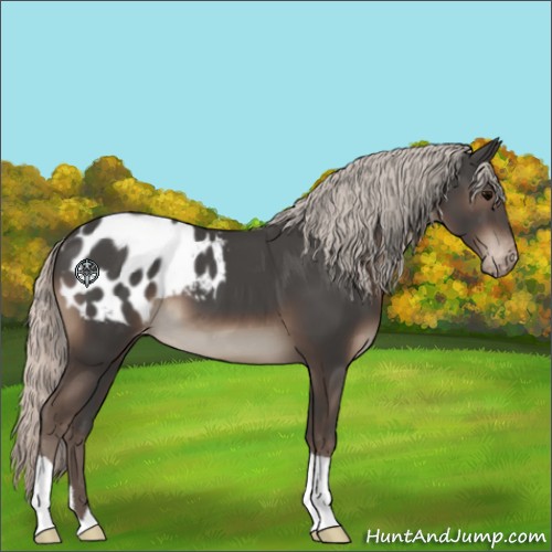 Horse Color:Silver Black Appaloosa 