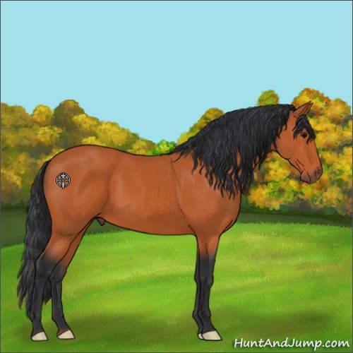 Horse Color:Bay 