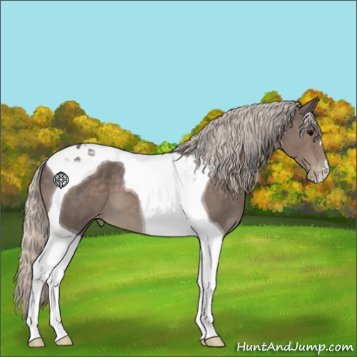 Horse Color:Silver Black Tobiano Appaloosa 