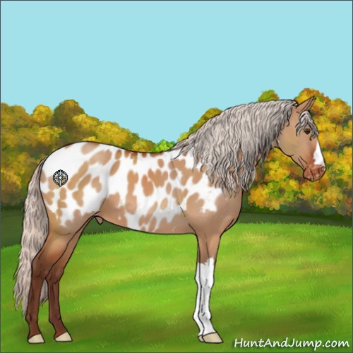 Horse Color:Silver Brown Dun Appaloosa 