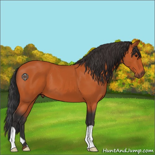 Horse Color:Bay 