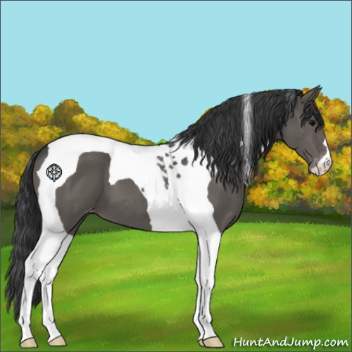 Horse Color:Black Tobiano Appaloosa 
