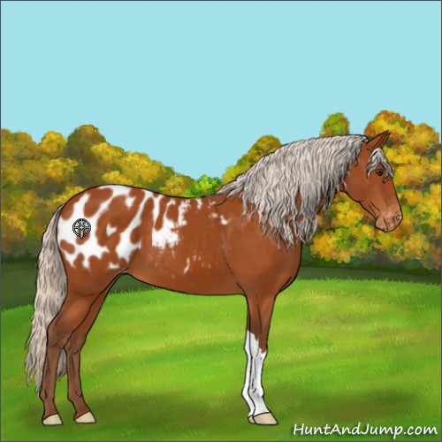 Horse Color:Silver Buckskin Appaloosa 