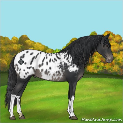 Horse Color:Black Appaloosa 
