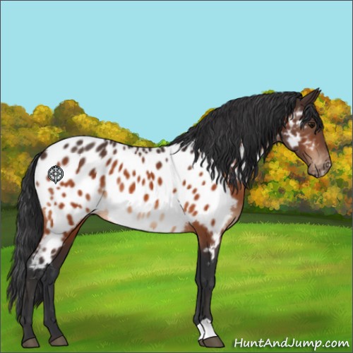 Horse Color:Bay Appaloosa Rabicano 