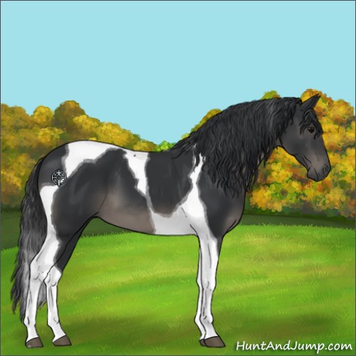 Horse Color:Black Tobiano 