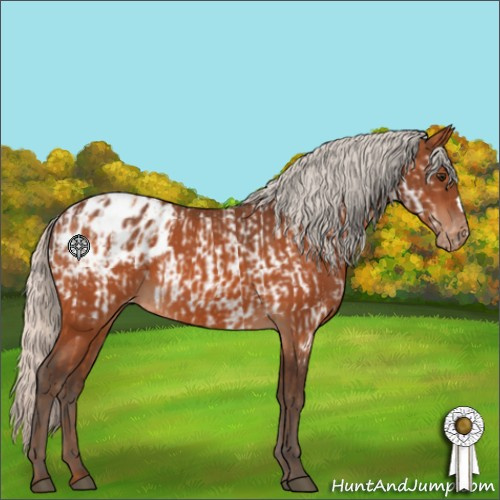 Horse Color:Silver Bay Appaloosa  and Silver Brown Appaloosa 