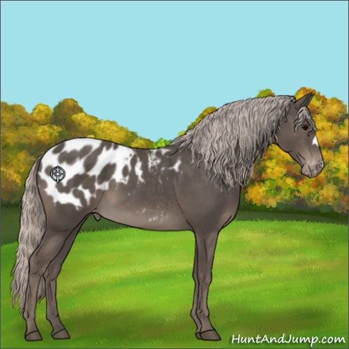Horse Color:Silver Black Appaloosa 