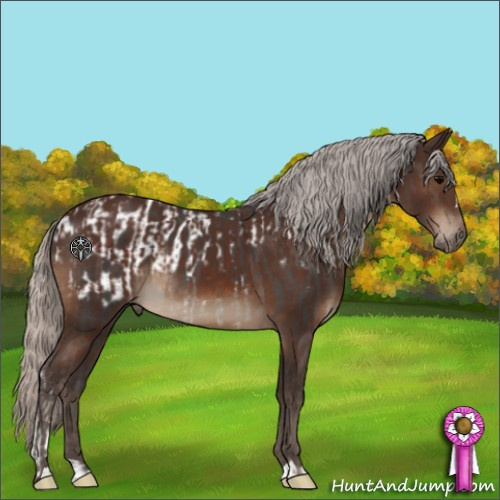 Horse Color:Silver Black Appaloosa  and Silver Brown 
