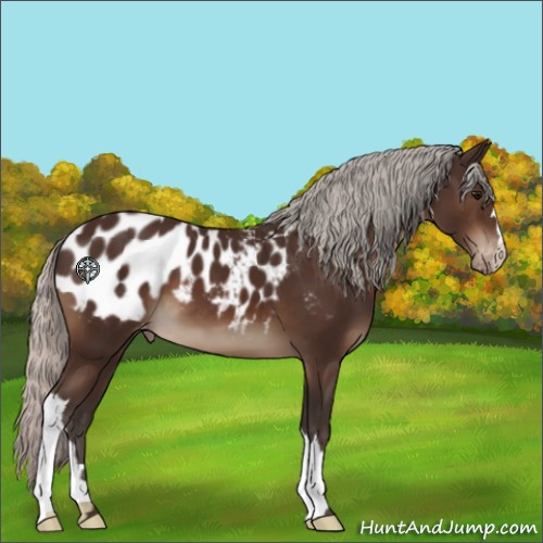 Horse Color:Silver Brown Appaloosa 