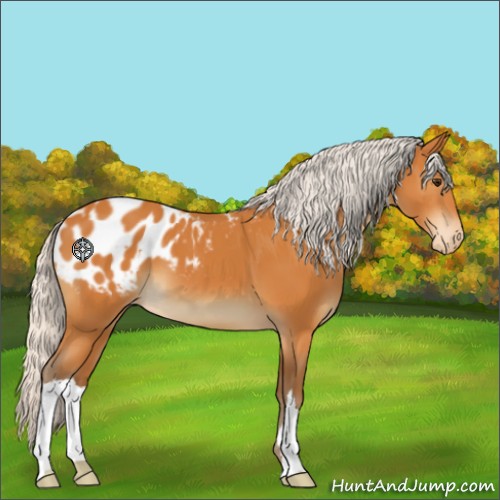 Horse Color:Silver Buckskin Appaloosa 