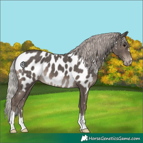 Horse Color:Silver Black Appaloosa 