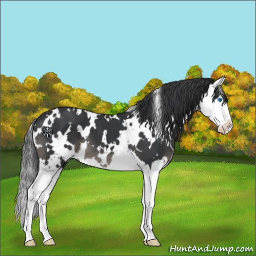 Horse Color:White Spotted Black Splash 