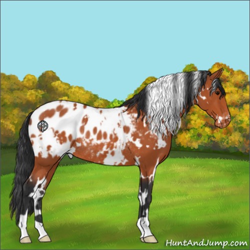 Horse Color:White Spotted Bay Appaloosa Rabicano 