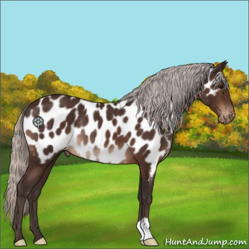 Horse Color:Silver Brown Appaloosa Rabicano 