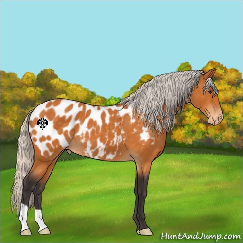 Horse Color:Silver Buckskin Appaloosa 