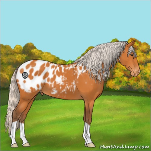 Horse Color:Silver Buckskin Appaloosa 