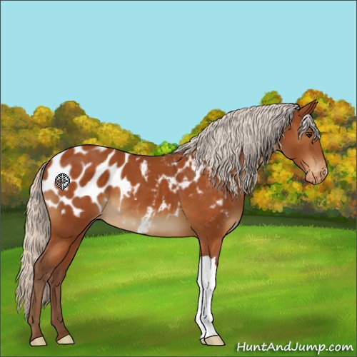 Horse Color:Silver Buckskin Appaloosa 