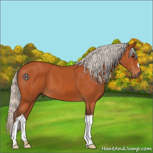 Horse Color:Silver Bay 