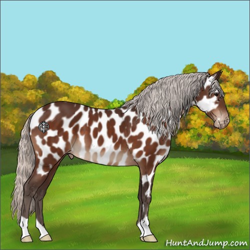 Horse Color:Silver Bay Near Leopard 