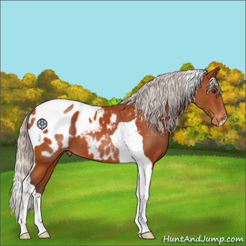Horse Color:Silver Brown Tobiano Appaloosa 