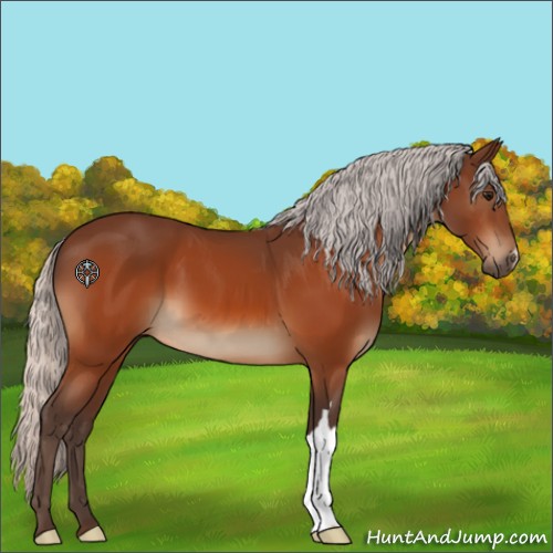 Horse Color:Silver Bay 