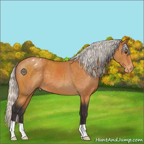 Horse Color:Silver Buckskin Appaloosa 