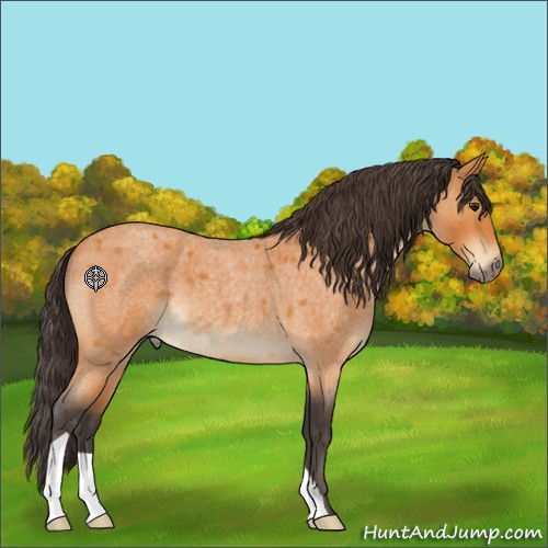Horse Color:Buckskin Roan 