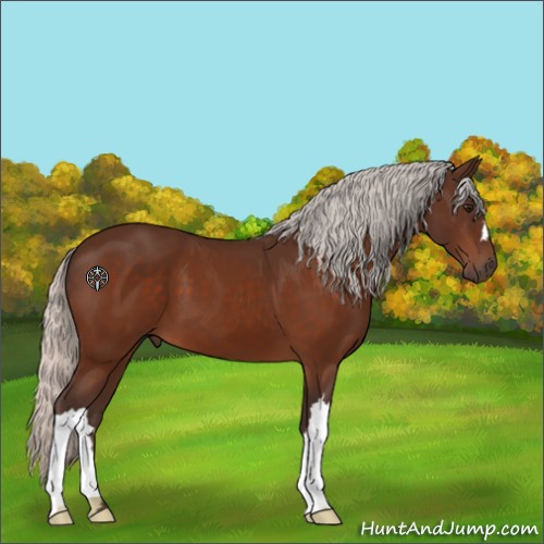 Horse Color:Silver Bay 
