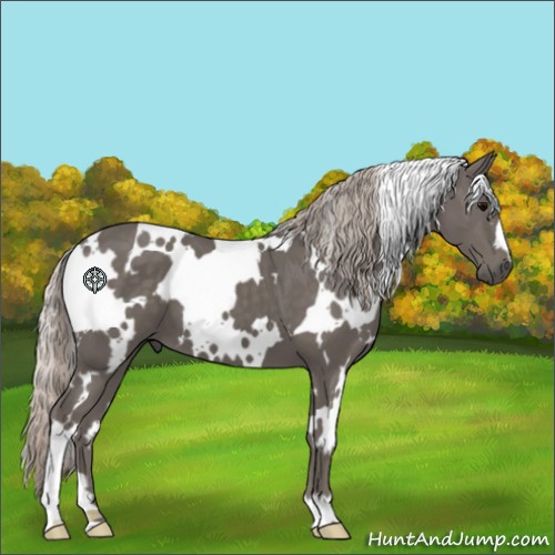 Horse Color:White Spotted Silver Black 
