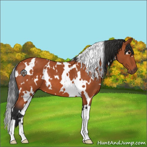 Horse Color:White Spotted Bay 