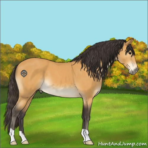 Horse Color:Buckskin 