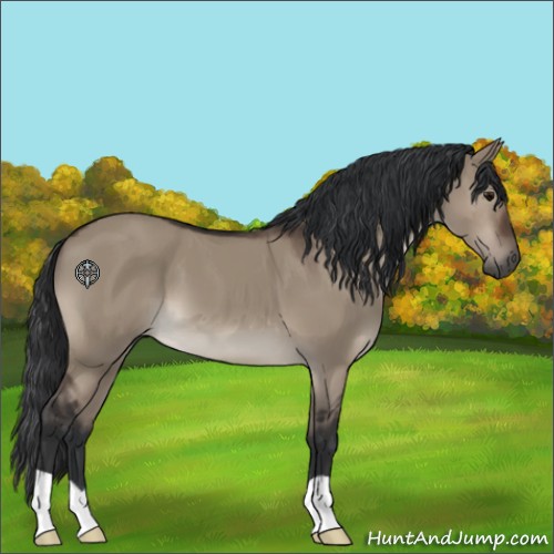 Horse Color:Brown Dun 