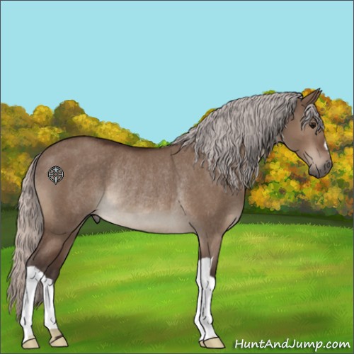 Horse Color:Silver Brown Dun Rabicano 