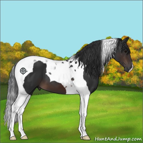 Horse Color:Brown Tobiano 