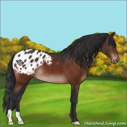 Horse Color:Brown Appaloosa 