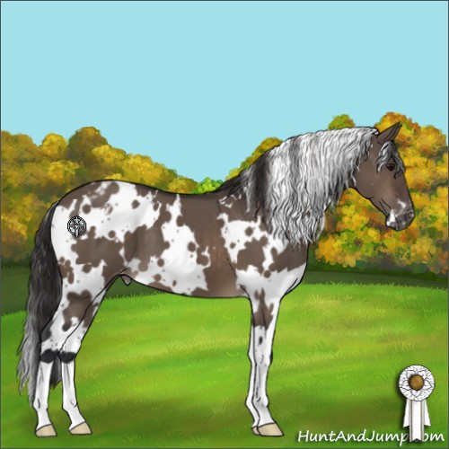 Horse Color:White Spotted Brown Dun Appaloosa 