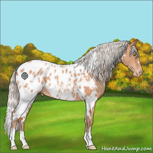 Horse Color:White Spotted Silver Amber Champagne Appaloosa 