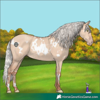 Horse Color:White Spotted Silver Amber Champagne Dun 
